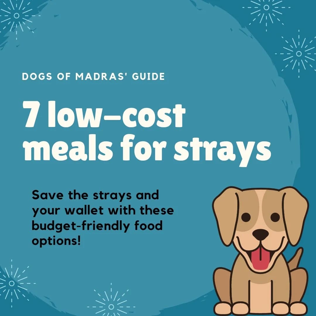 Post 10 by Dogs Of Madras on Instagram (carousel)