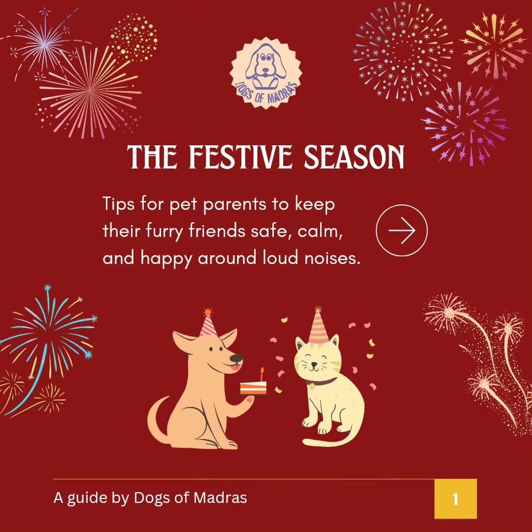 Post 8 by Dogs Of Madras on Instagram (carousel)