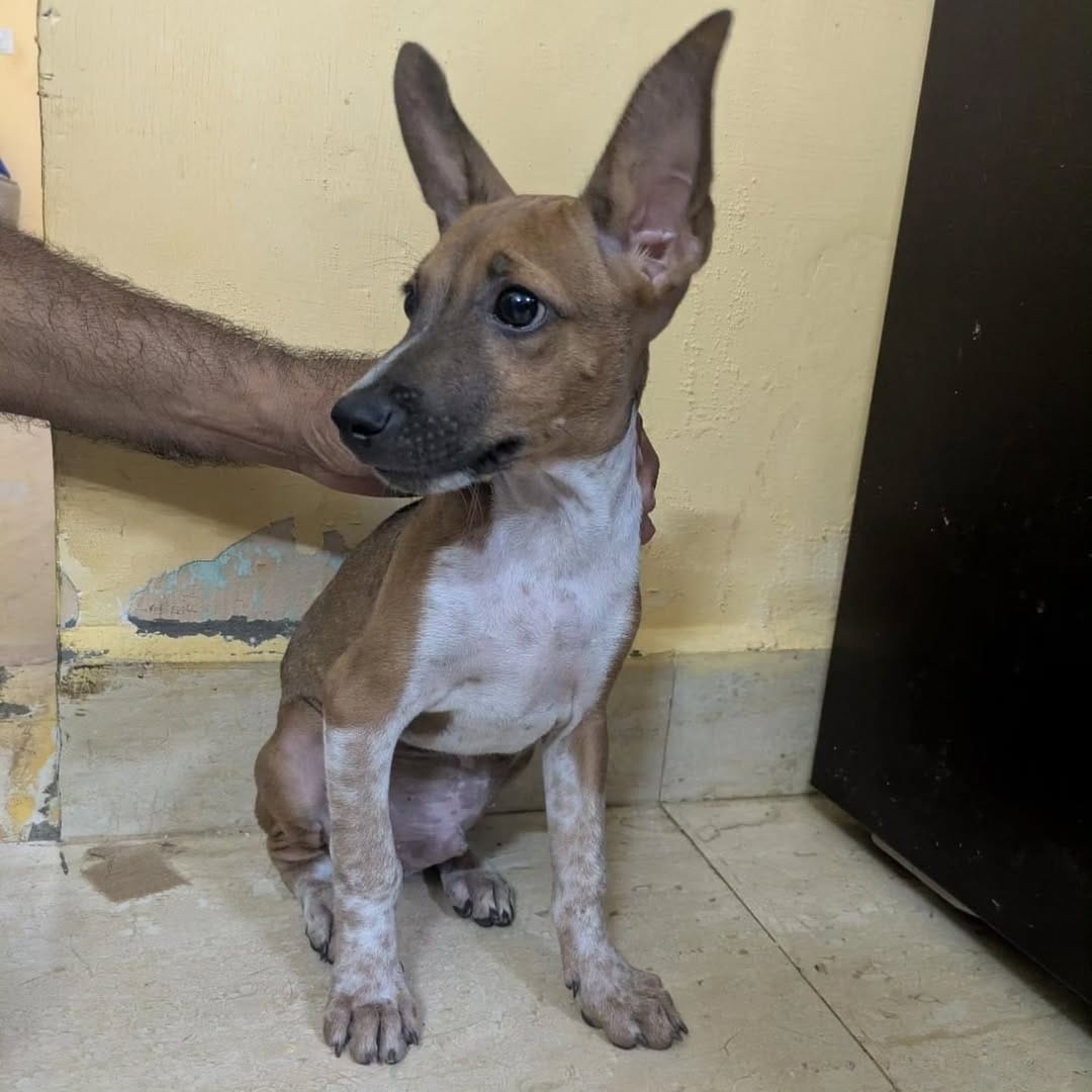Post 4 by Dogs Of Madras on Instagram (carousel)