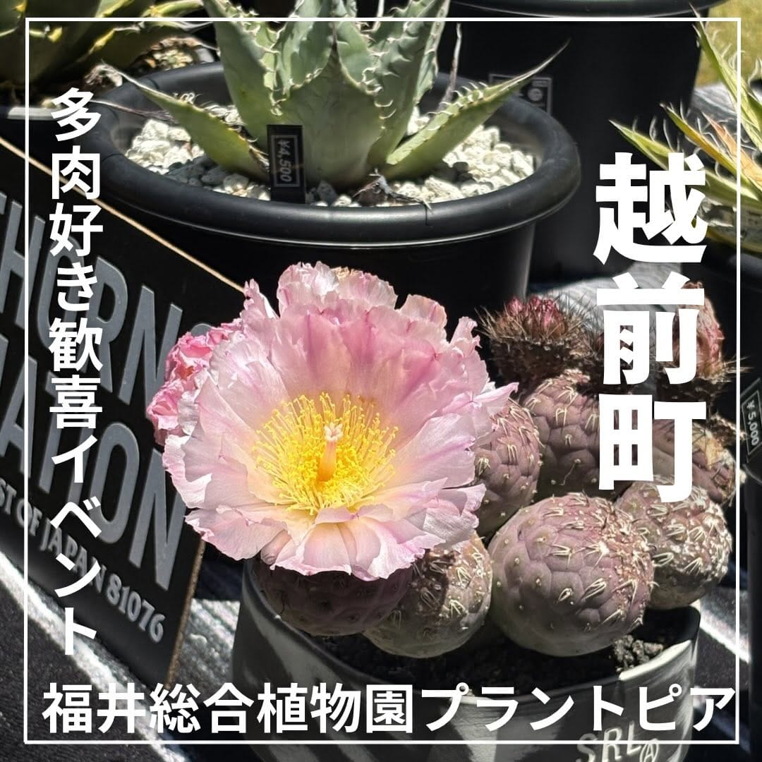 Post 5 by fukuikanko1 /観光編【福井】 on Instagram (carousel)