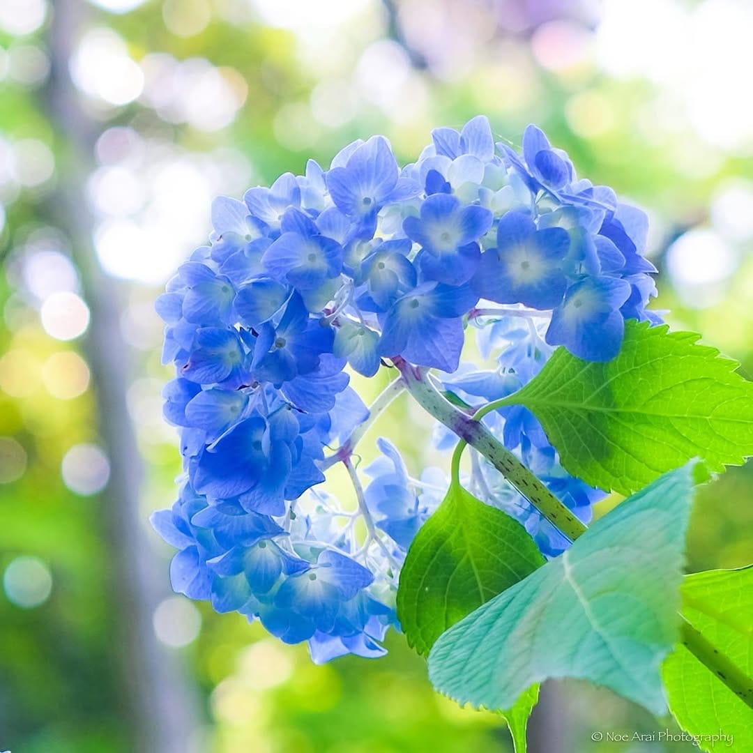 Post 7 by Noe Arai on Instagram (image)