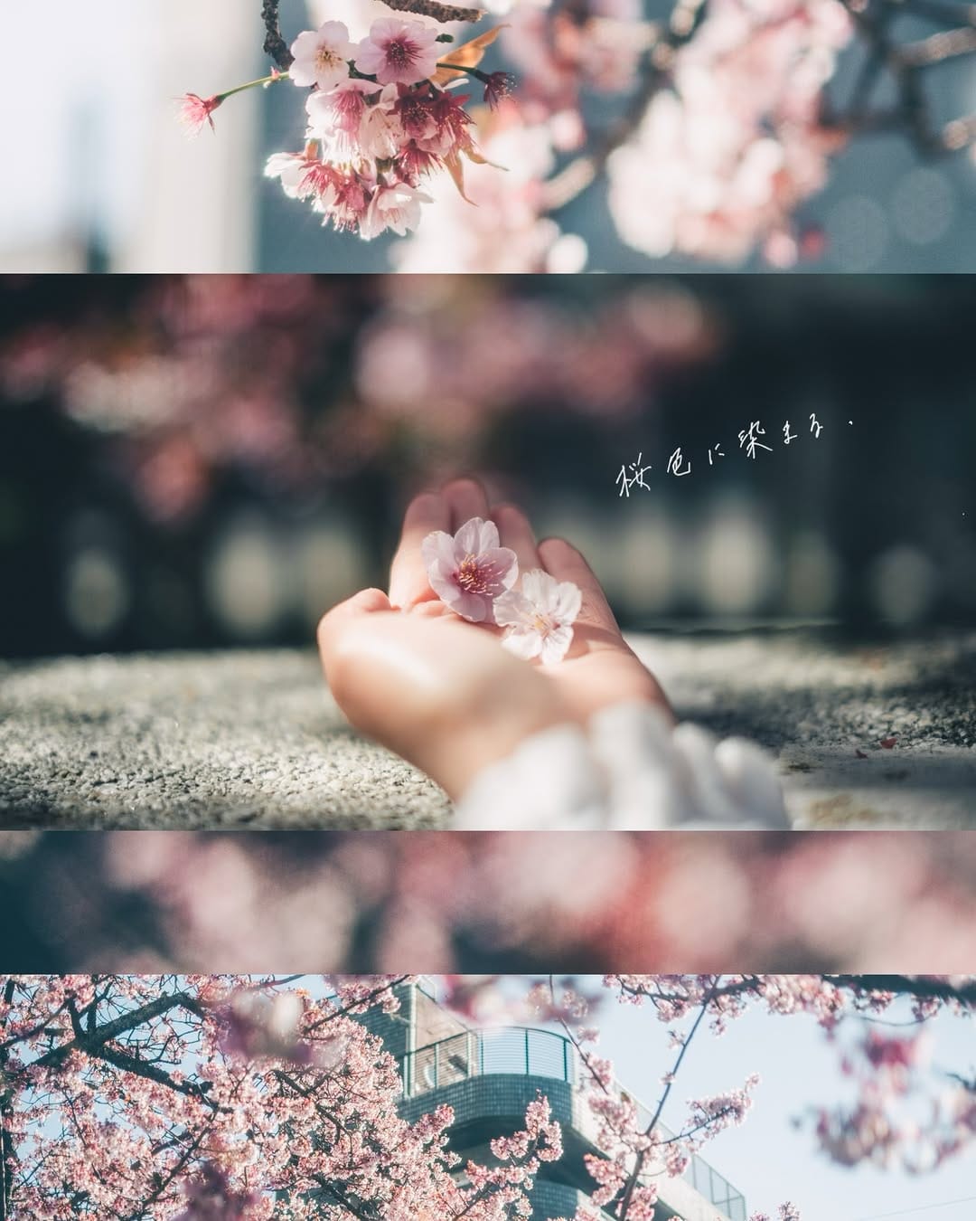 Post 8 by lily photo on Instagram (carousel)