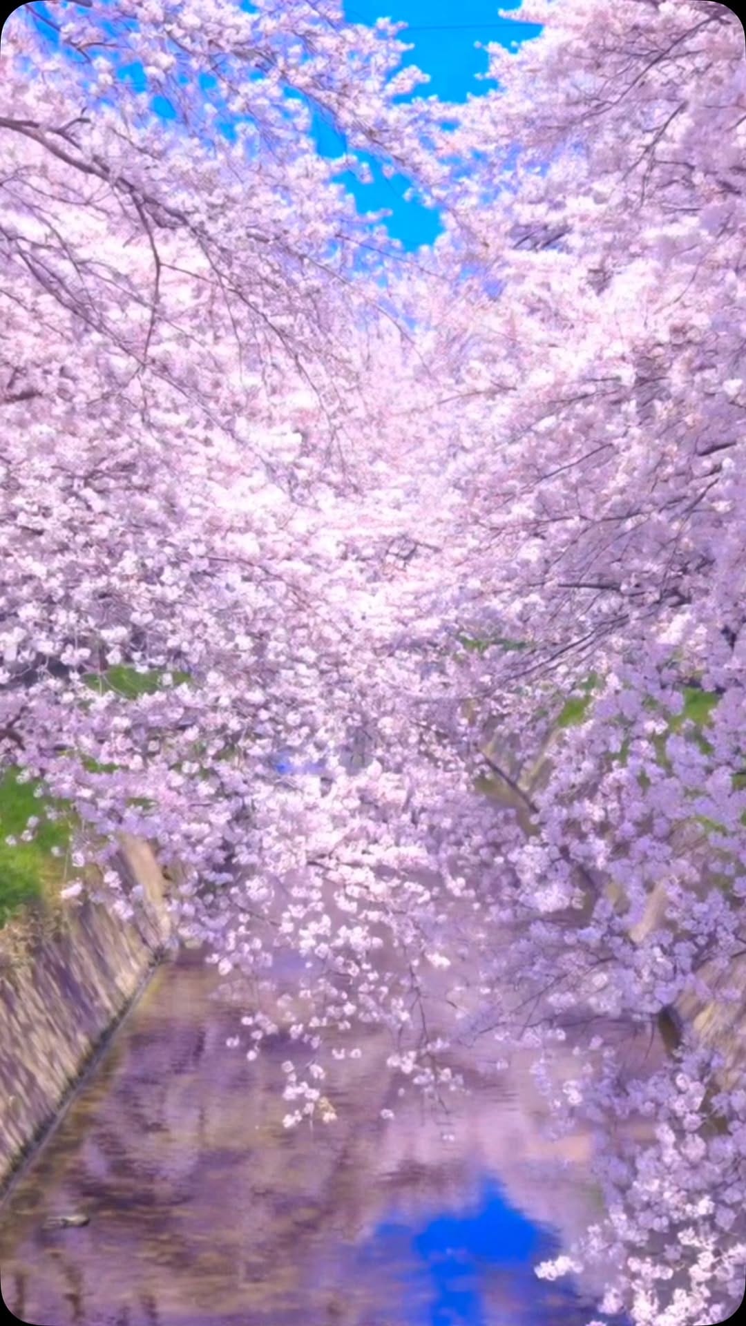 Post 9 by tono_eiji on Instagram (video)