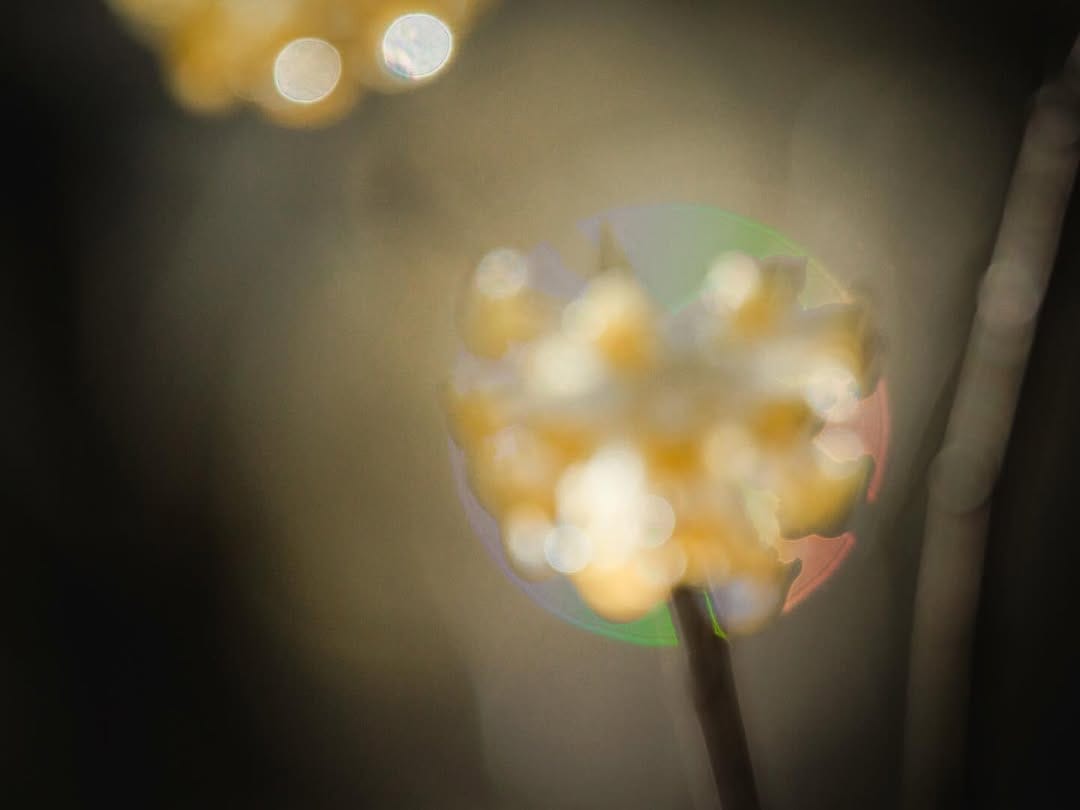 Post 10 by Yoshizumi Suzuki on Instagram (image)