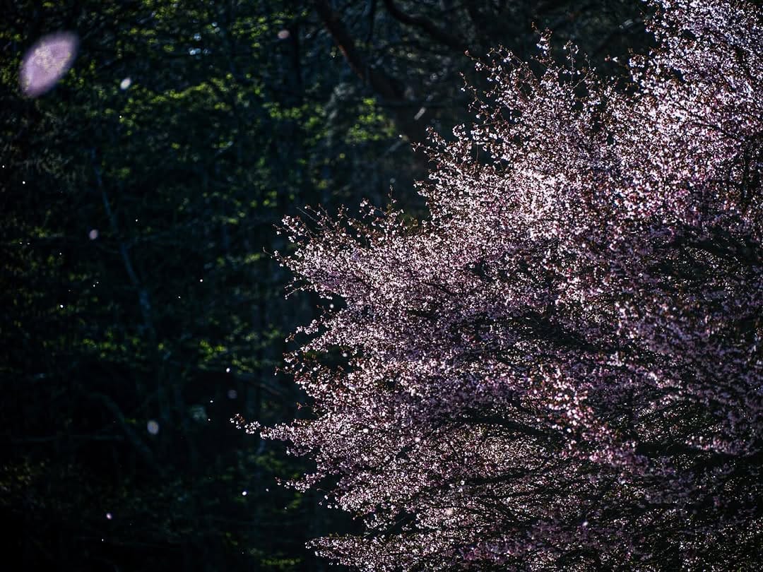 Post 4 by Yoshizumi Suzuki on Instagram (image)