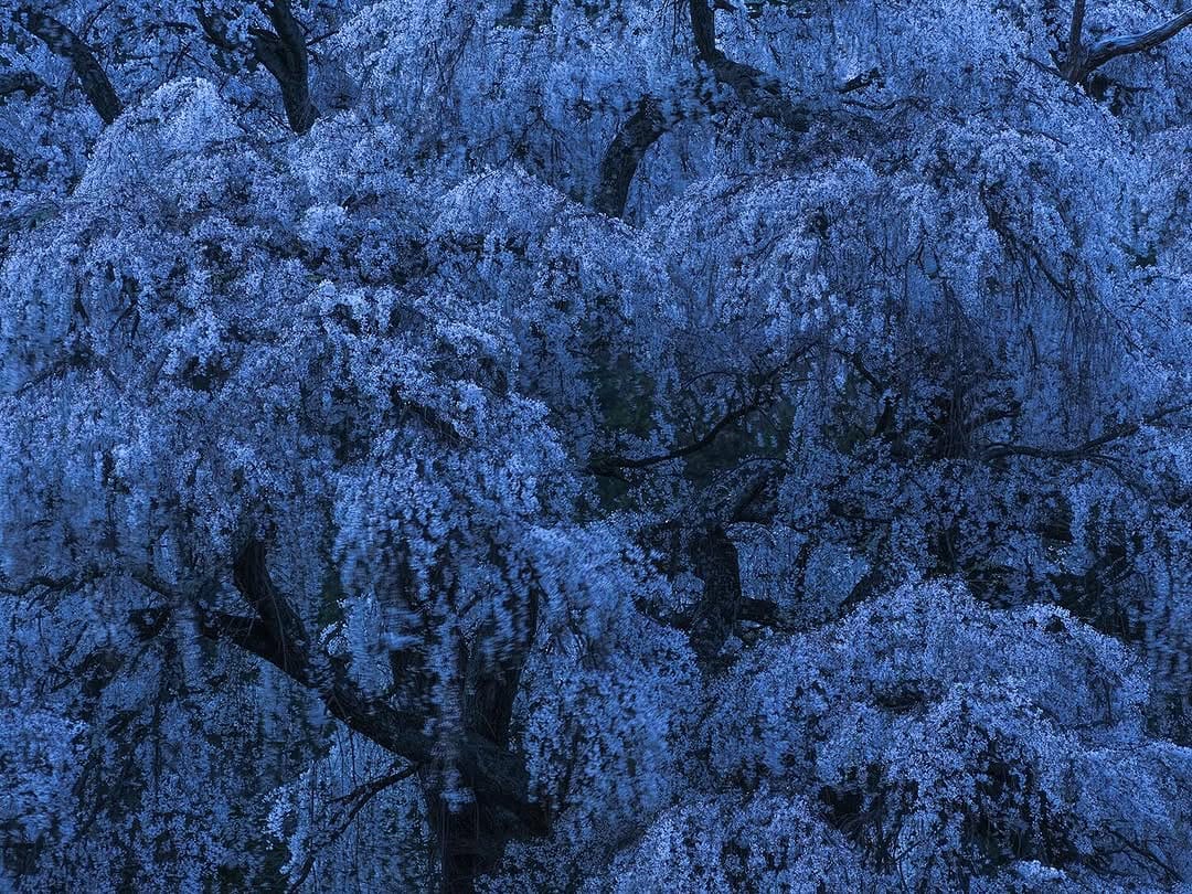 Post 6 by Yoshizumi Suzuki on Instagram (image)