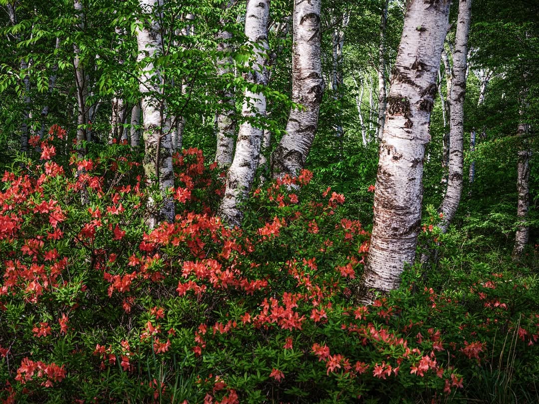 Post 3 by Yoshizumi Suzuki on Instagram (image)