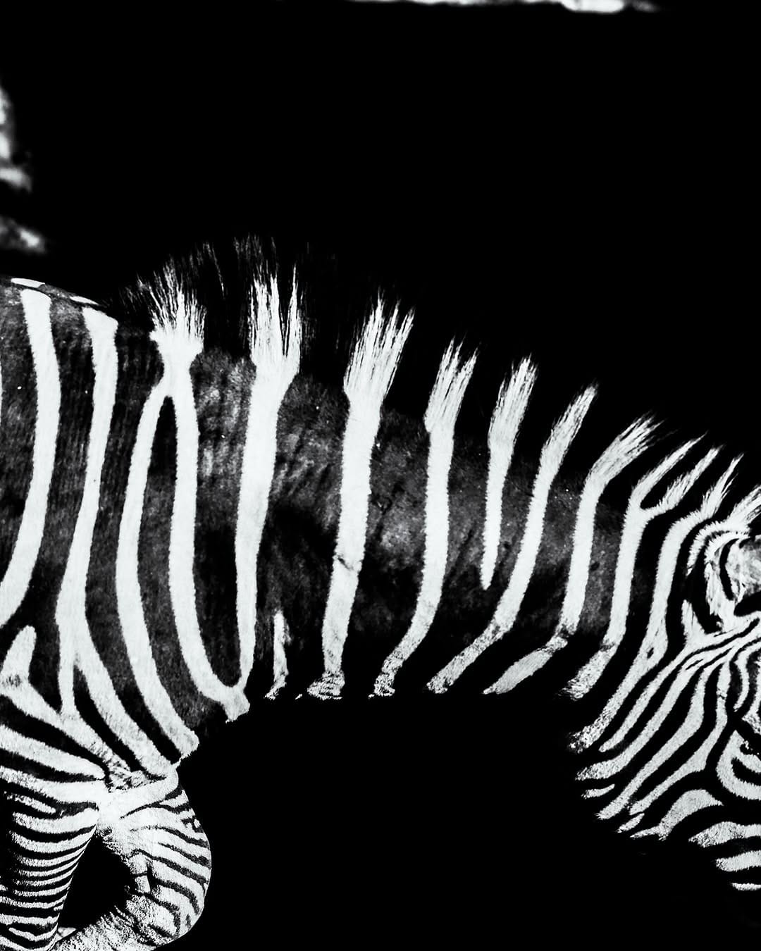 Post 1 by ADAM SERRA 🦘📸 on Instagram (carousel)