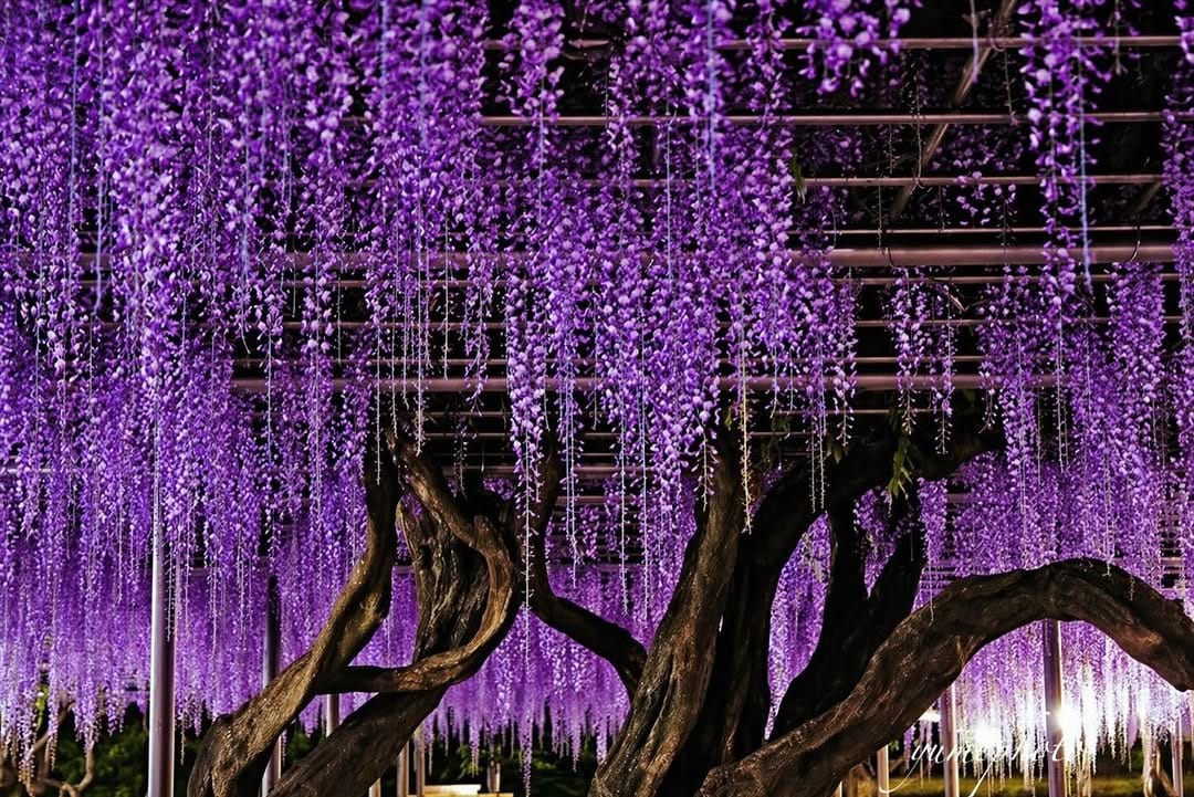 Post 10 by yume on Instagram (image)