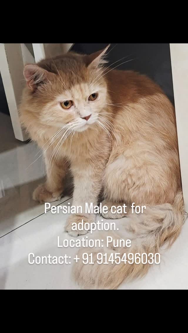 Post 4 by Pet Adoption Pune on Instagram (video)