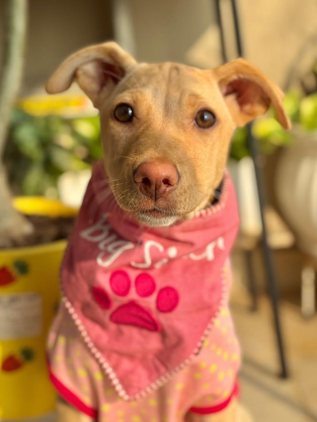 Post 6 by Pet Adoption Pune on Instagram (carousel)