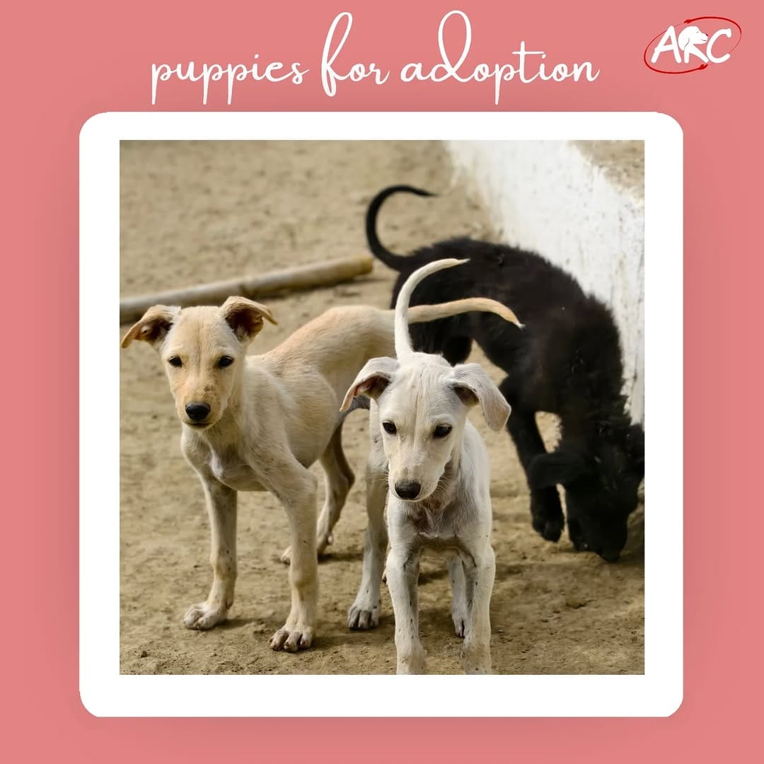 Post 10 by Pet Adoption Pune on Instagram (carousel)