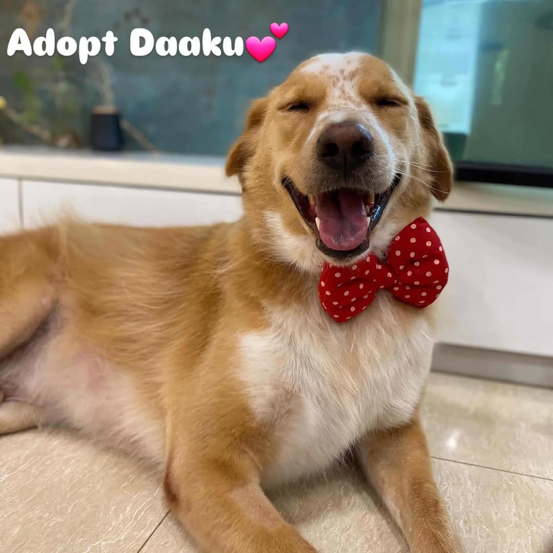 Post 5 by Pet Adoption Pune on Instagram (carousel)