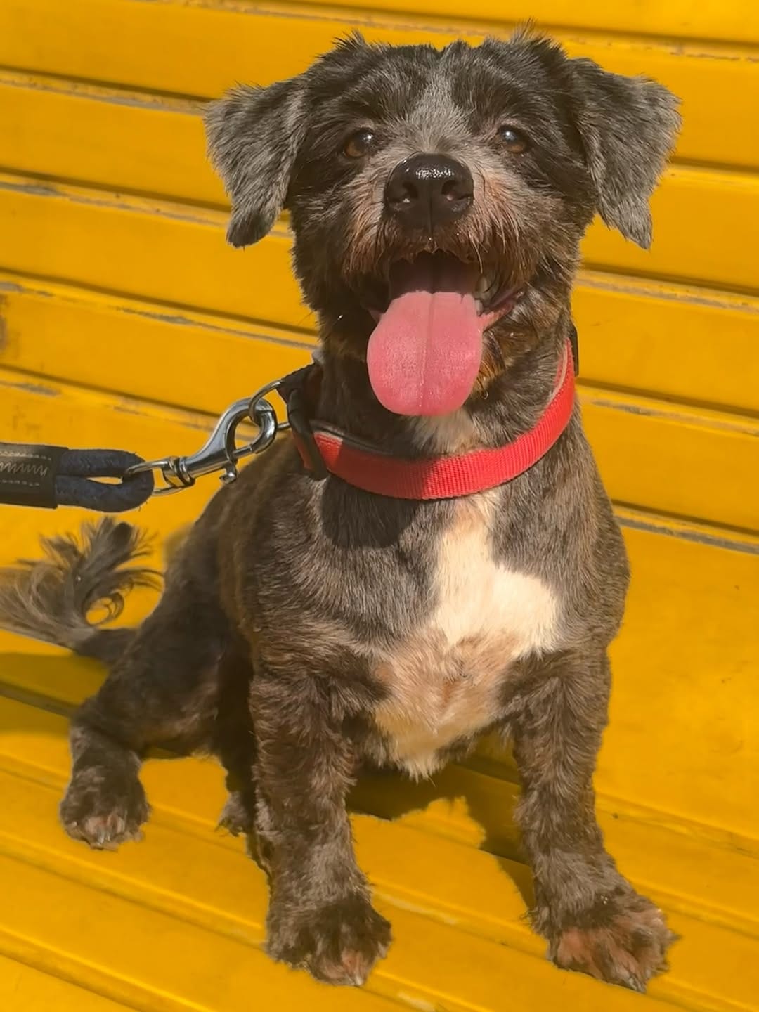 Post 8 by Pet Adoption Pune on Instagram (carousel)