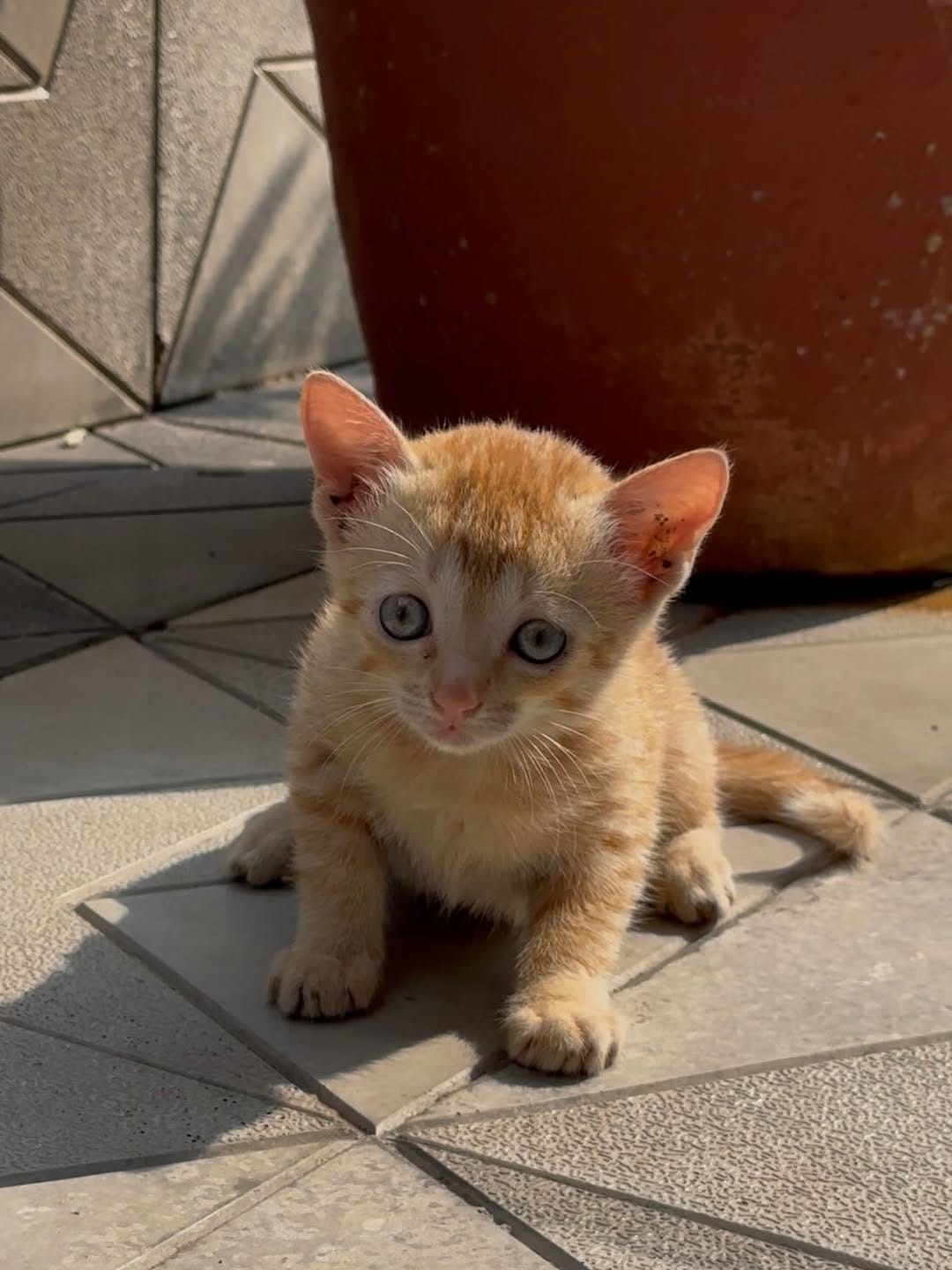 Post 7 by Pet Adoption Pune on Instagram (carousel)