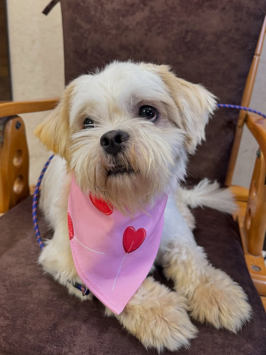 Post 2 by Pet Adoption Pune on Instagram (carousel)