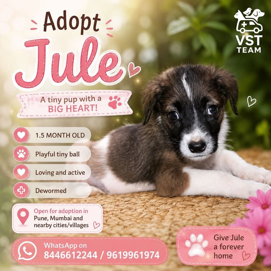 Post 3 by Pet Adoption Pune on Instagram (image)