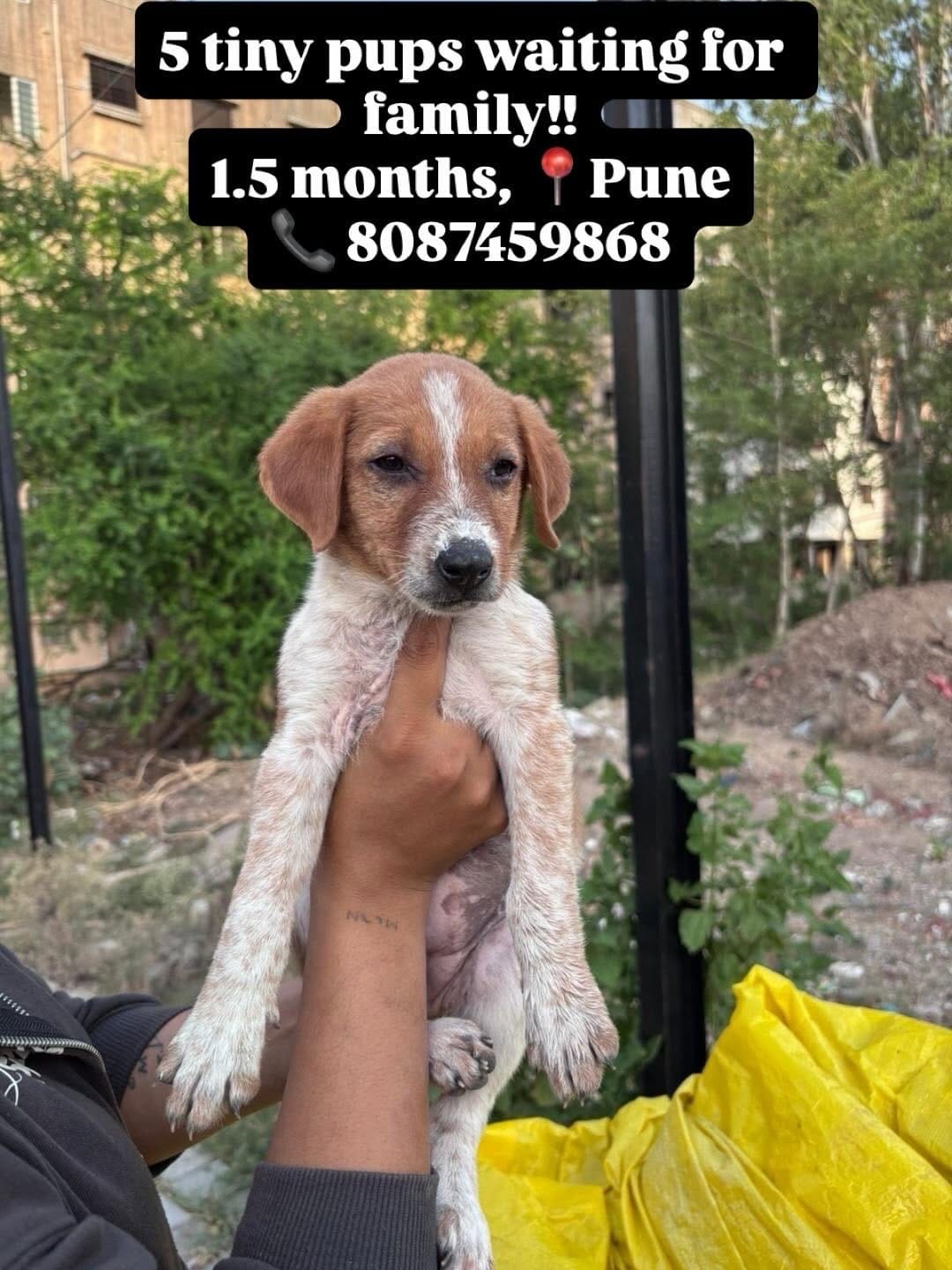 Post 1 by Pet Adoption Pune on Instagram (carousel)