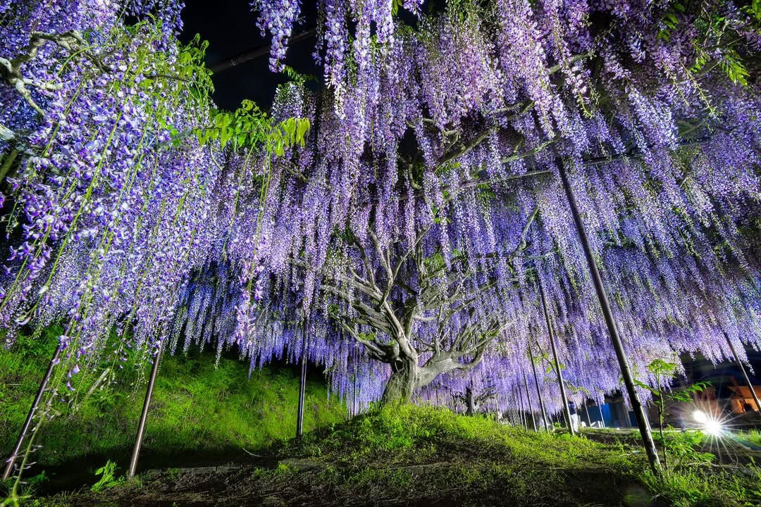 Post 4 by D.Ando(Kyoto) on Instagram (image)