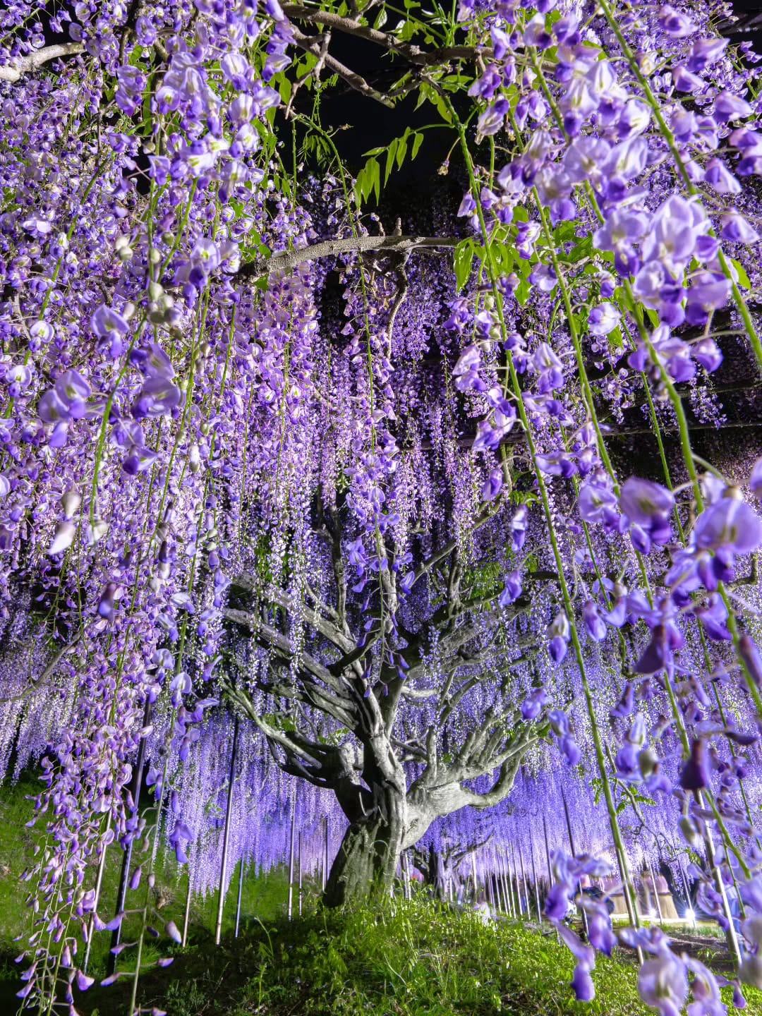 Post 2 by D.Ando(Kyoto) on Instagram (image)