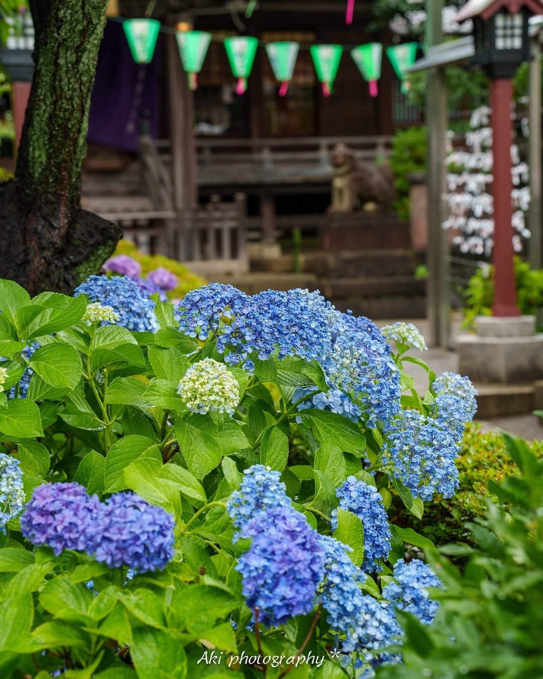 Post 4 by Aki / Travel photographer on Instagram (carousel)