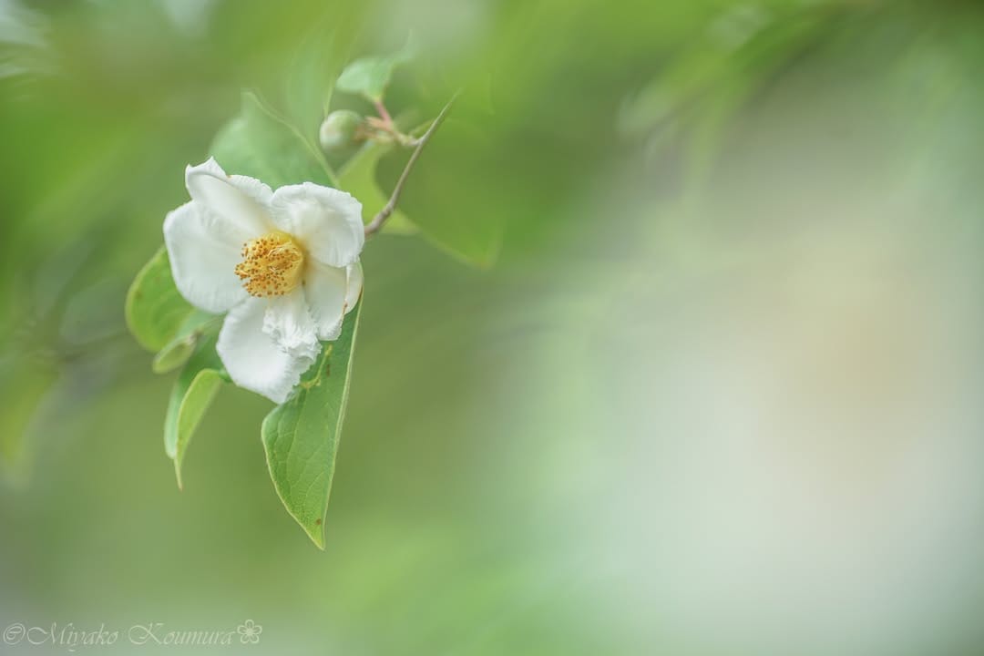 Post 1 by @miyako_koumura on Instagram (image)