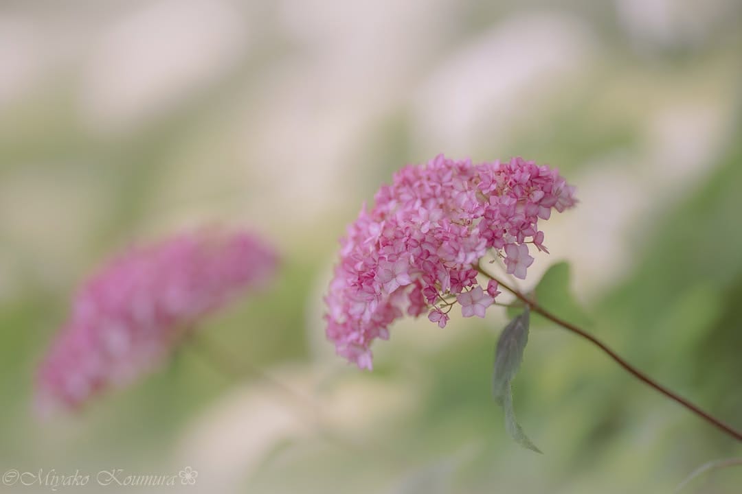 Post 4 by @miyako_koumura on Instagram (image)
