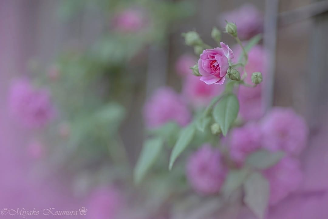 Post 9 by @miyako_koumura on Instagram (image)