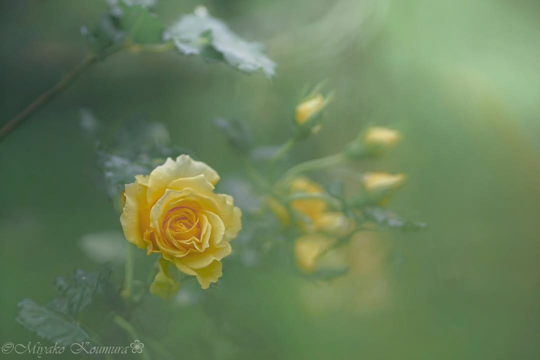 Post 6 by @miyako_koumura on Instagram (image)