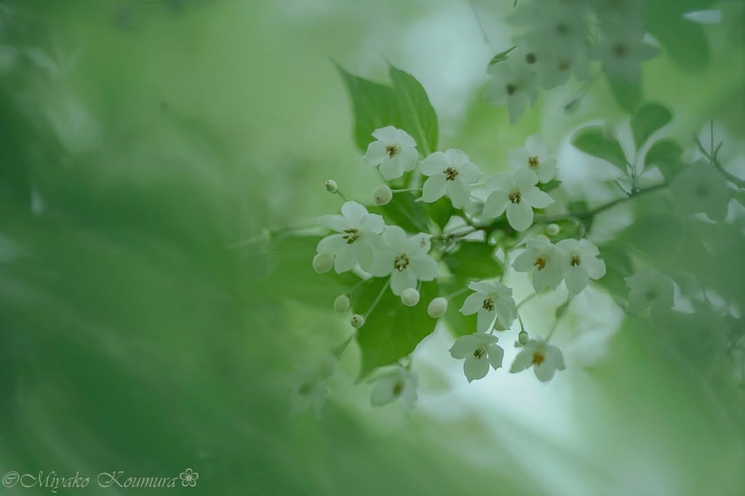 Post 8 by @miyako_koumura on Instagram (image)