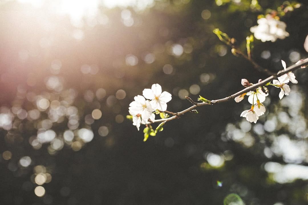 Post 6 by Yusuke Suzuki on Instagram (image)