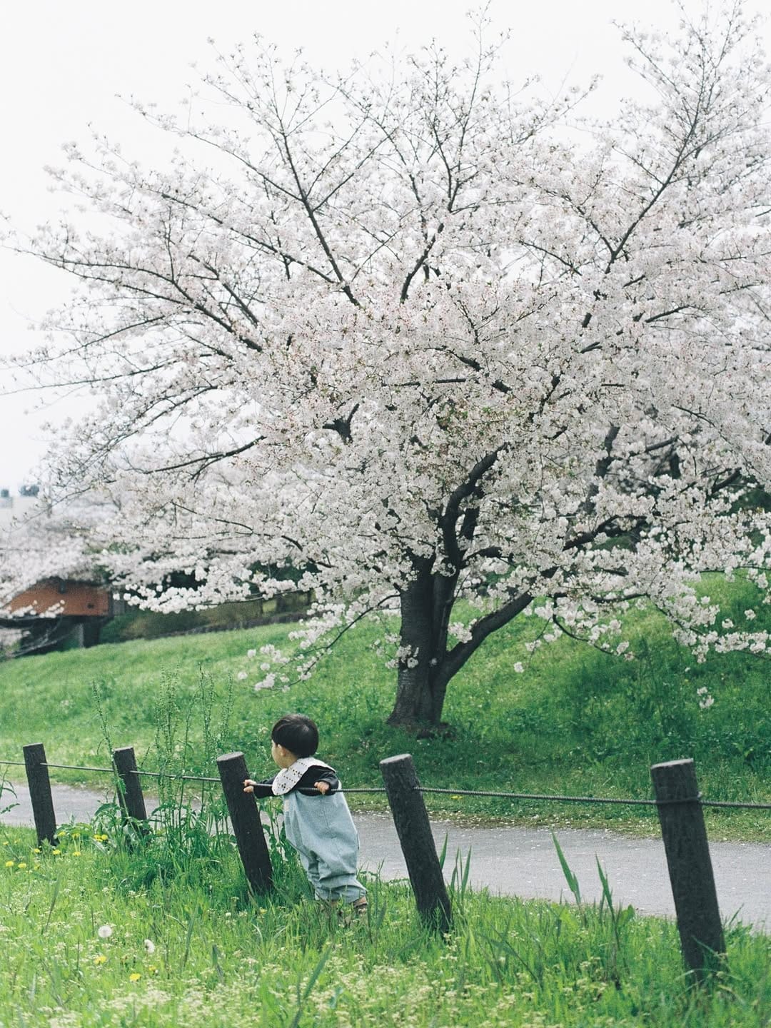 Post 1 by Yusuke Suzuki on Instagram (carousel)