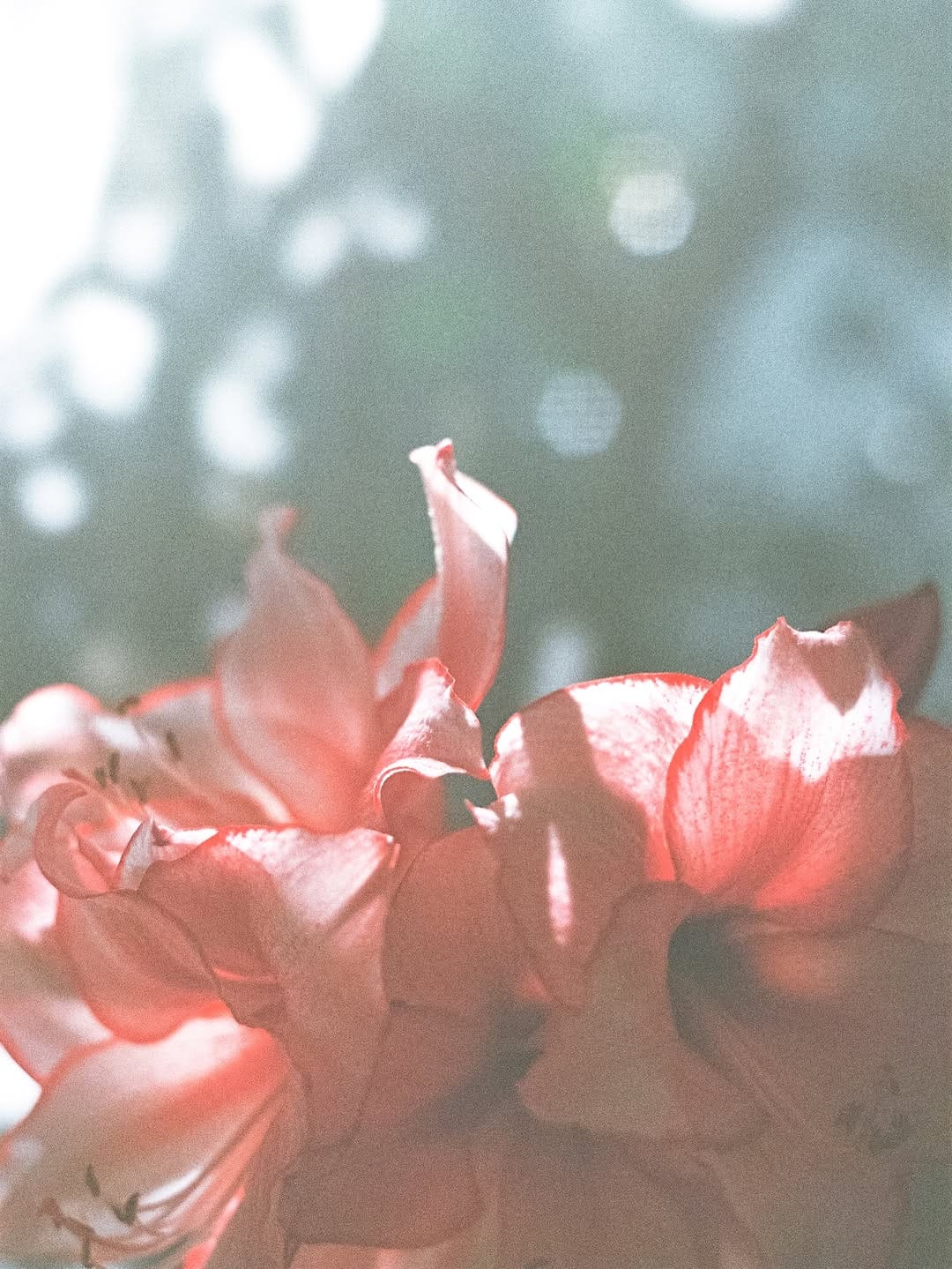 Post 9 by 山口真由／Mayu Yamaguchi on Instagram (carousel)