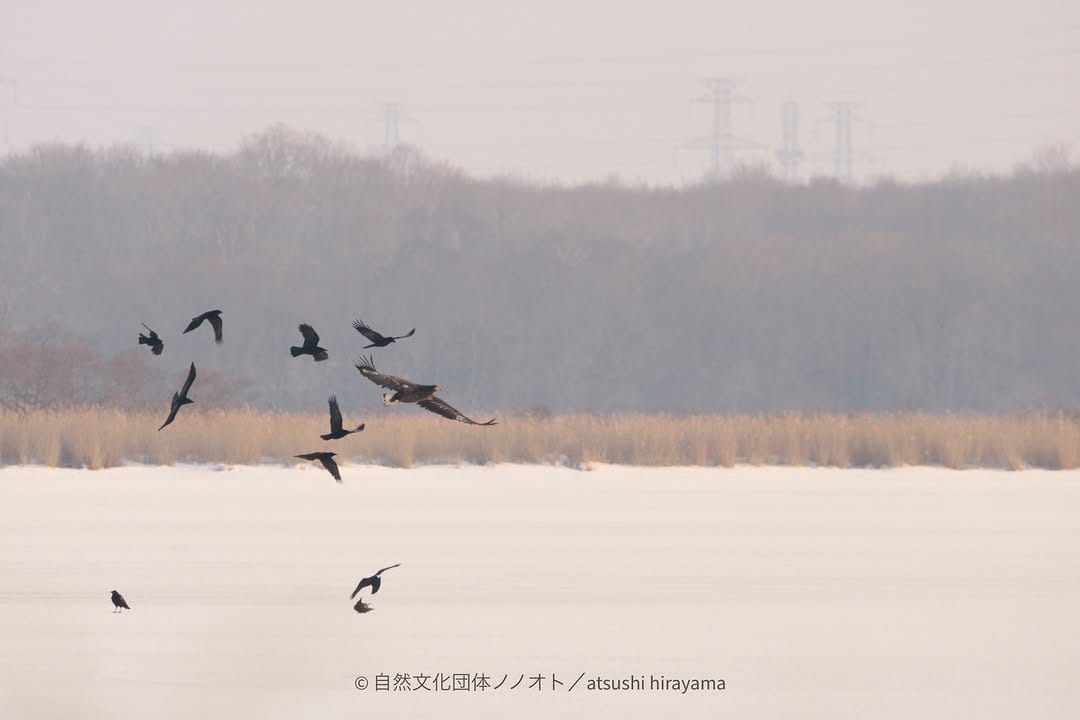 Post 9 by こばやしまこと｜makoto kobayashi on Instagram (image)