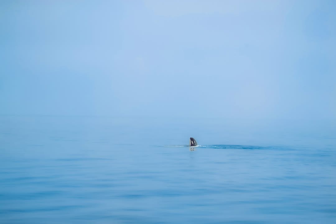 Post 3 by こばやしまこと｜makoto kobayashi on Instagram (image)