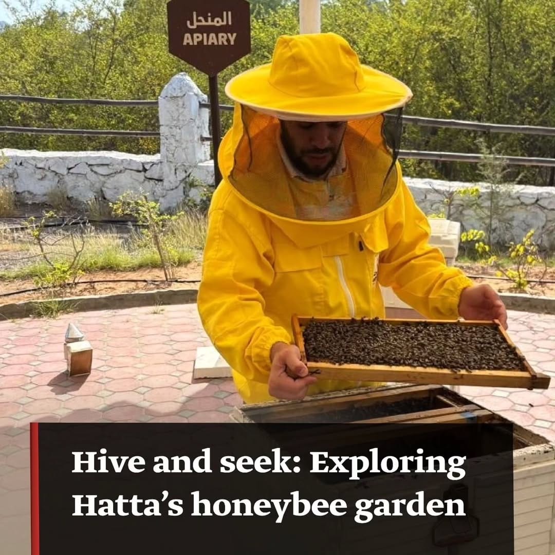 Post 7 by Hatta Honey عسل حتا on Instagram (image)