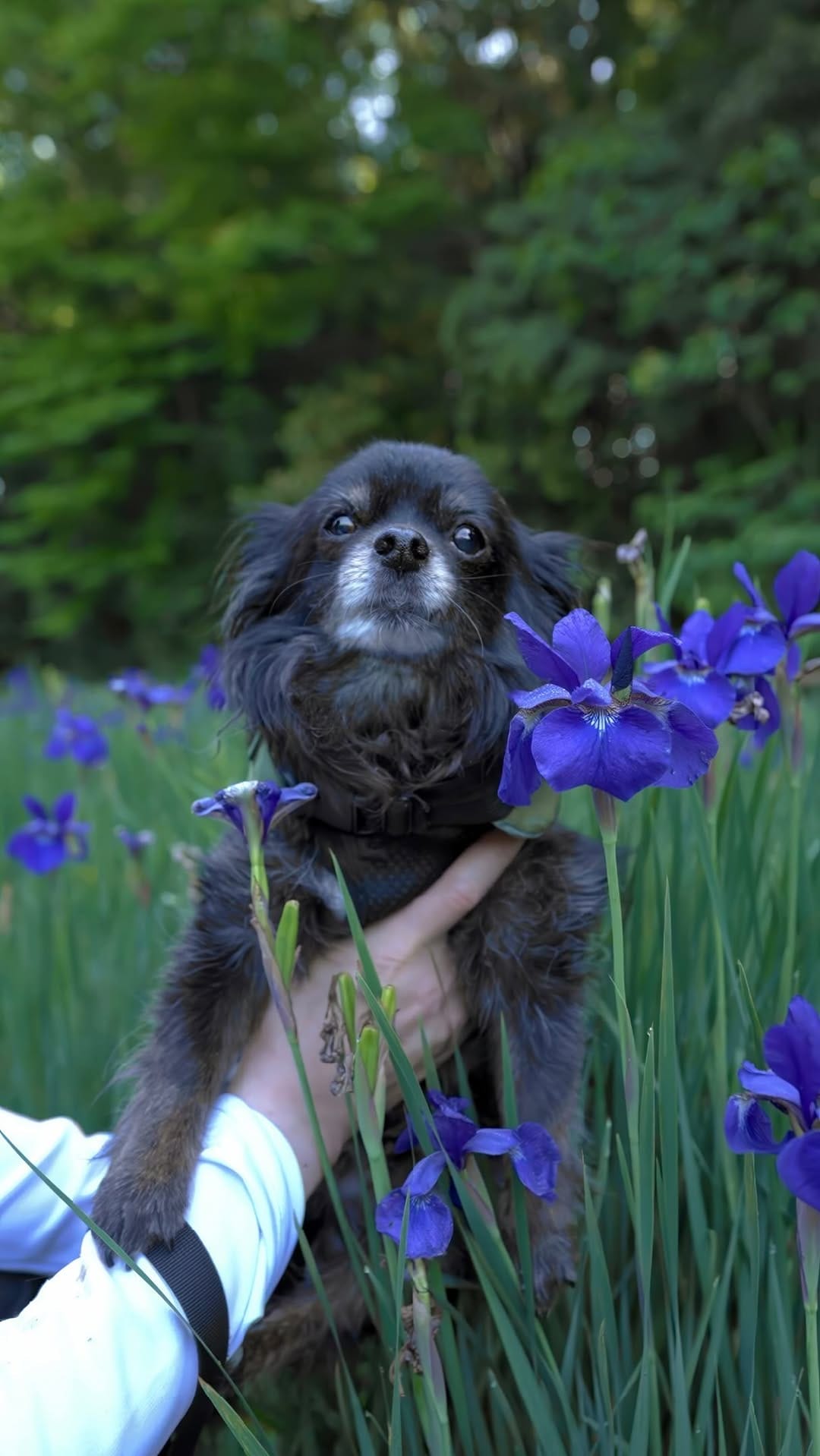 Post 6 by MARUTO: black chihuahua on Instagram (video)