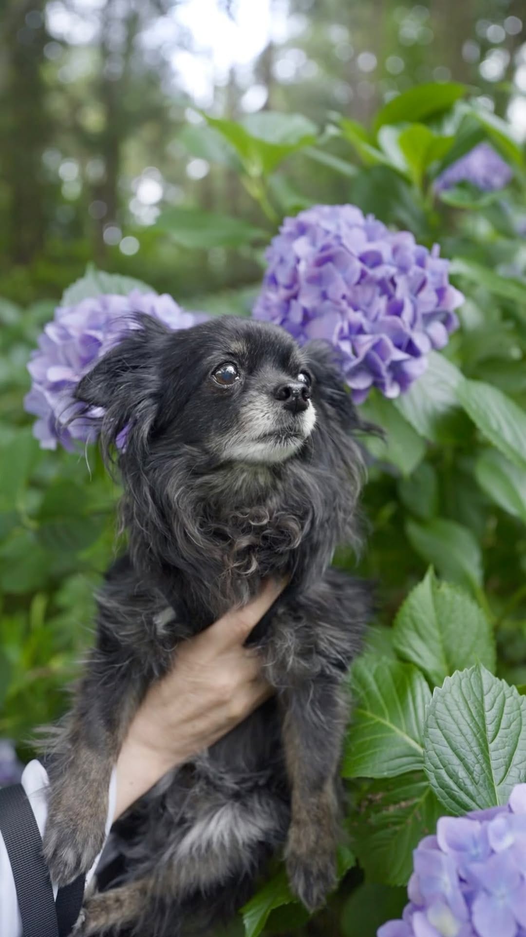 Post 4 by MARUTO: black chihuahua on Instagram (video)