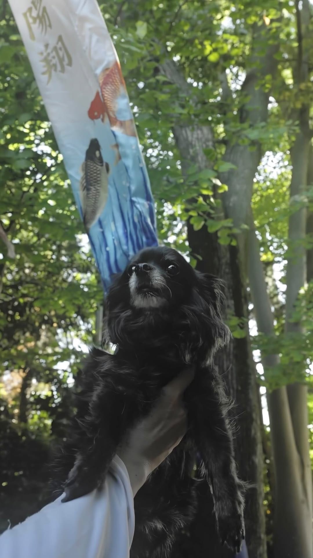Post 10 by MARUTO: black chihuahua on Instagram (video)
