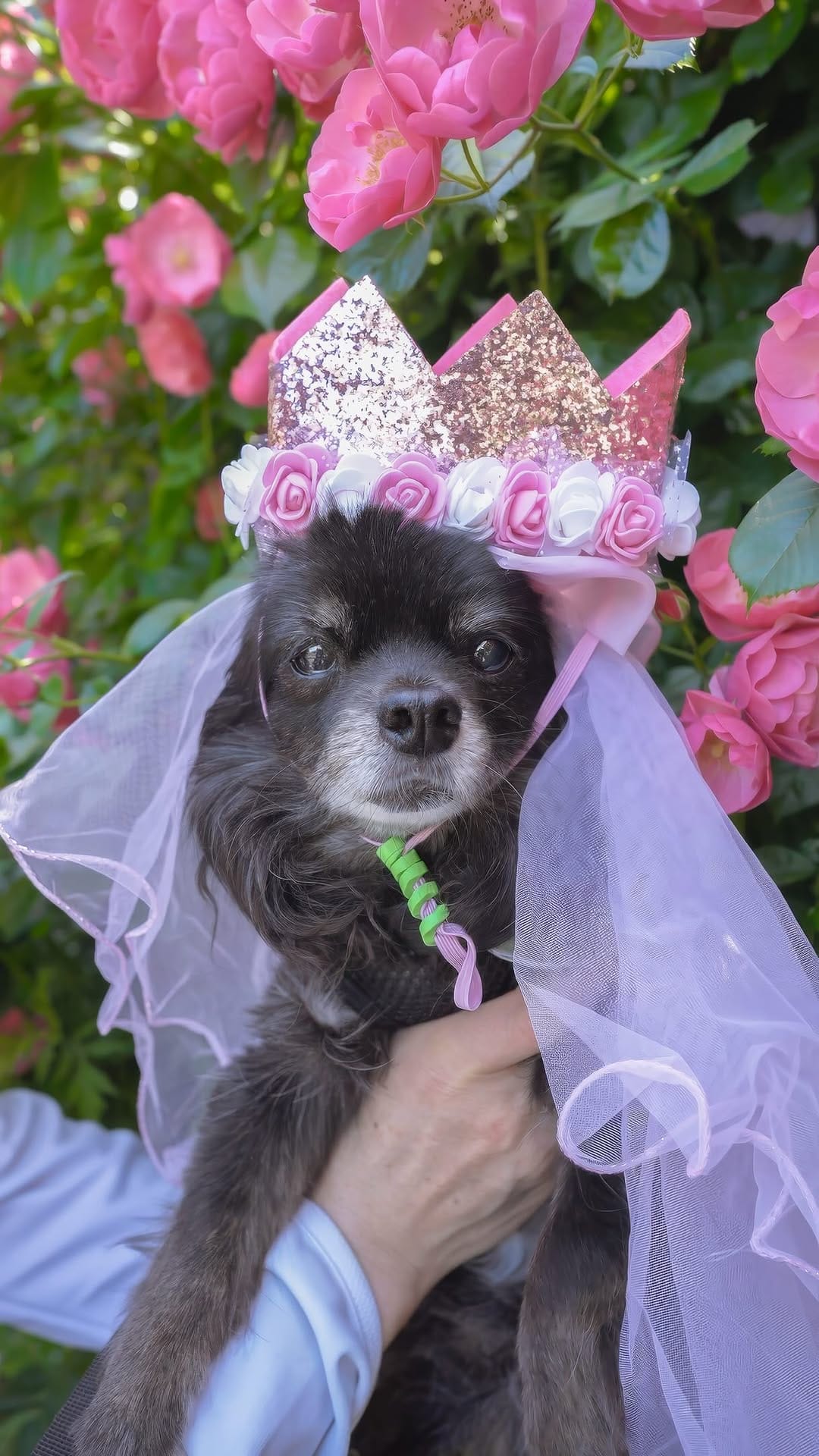 Post 2 by MARUTO: black chihuahua on Instagram (video)