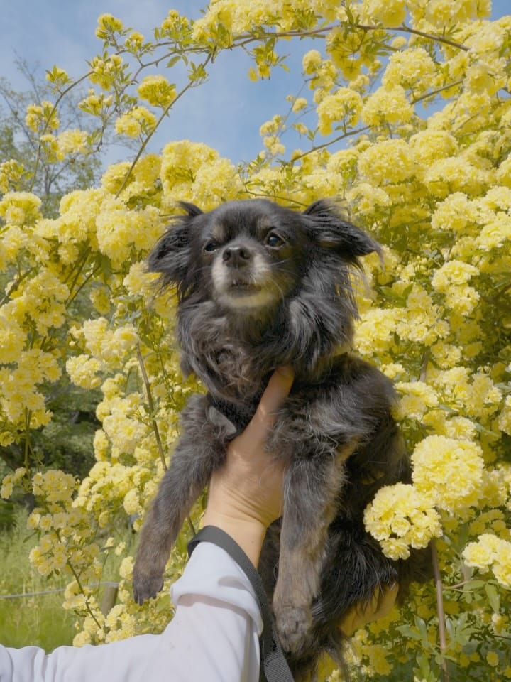 Post 8 by MARUTO: black chihuahua on Instagram (carousel)