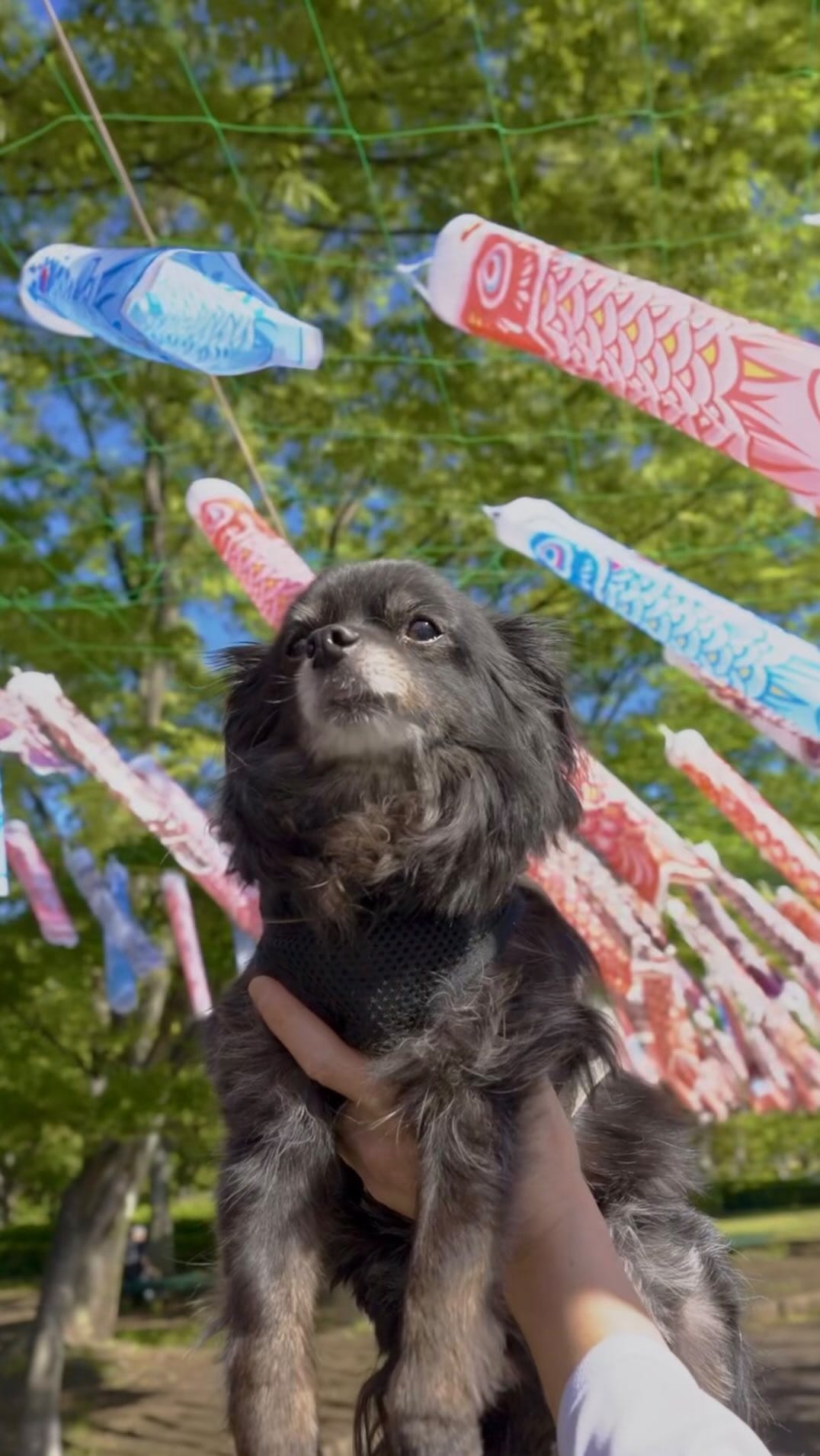 Post 9 by MARUTO: black chihuahua on Instagram (video)