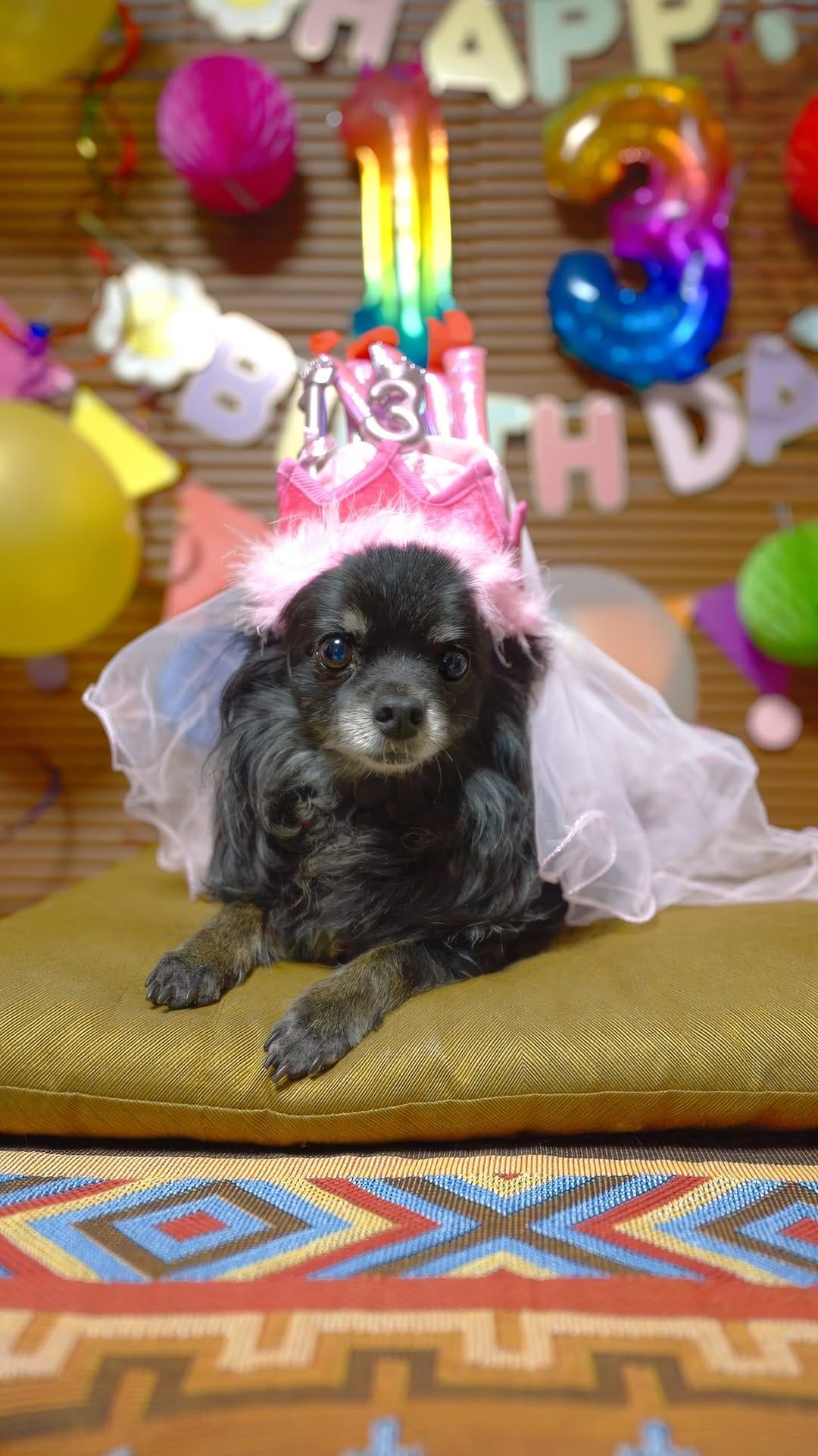 Post 3 by MARUTO: black chihuahua on Instagram (video)