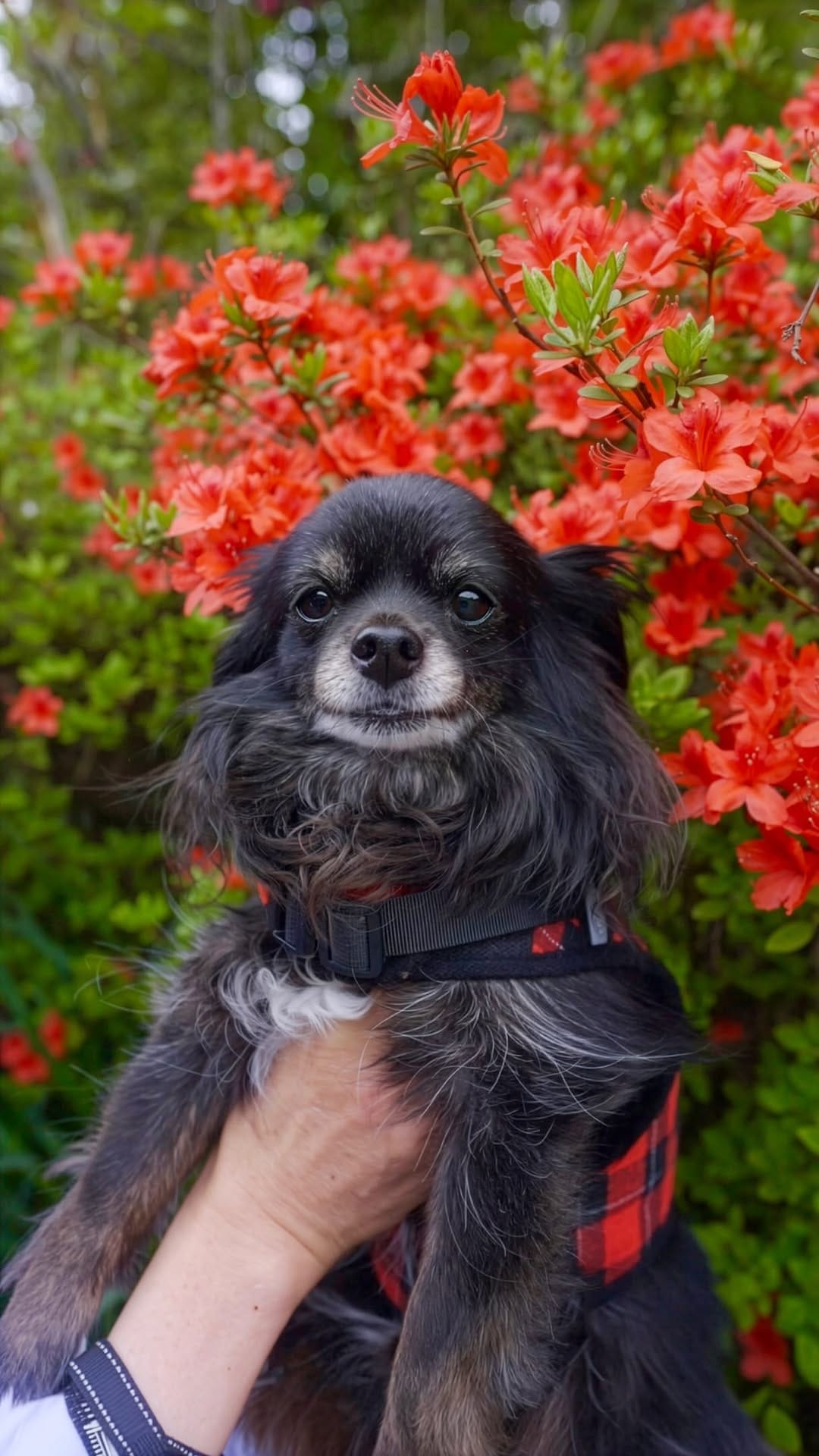 Post 7 by MARUTO: black chihuahua on Instagram (video)