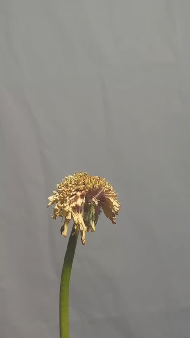 Post 6 by Yile Yang | 楊一楽 on Instagram (video)