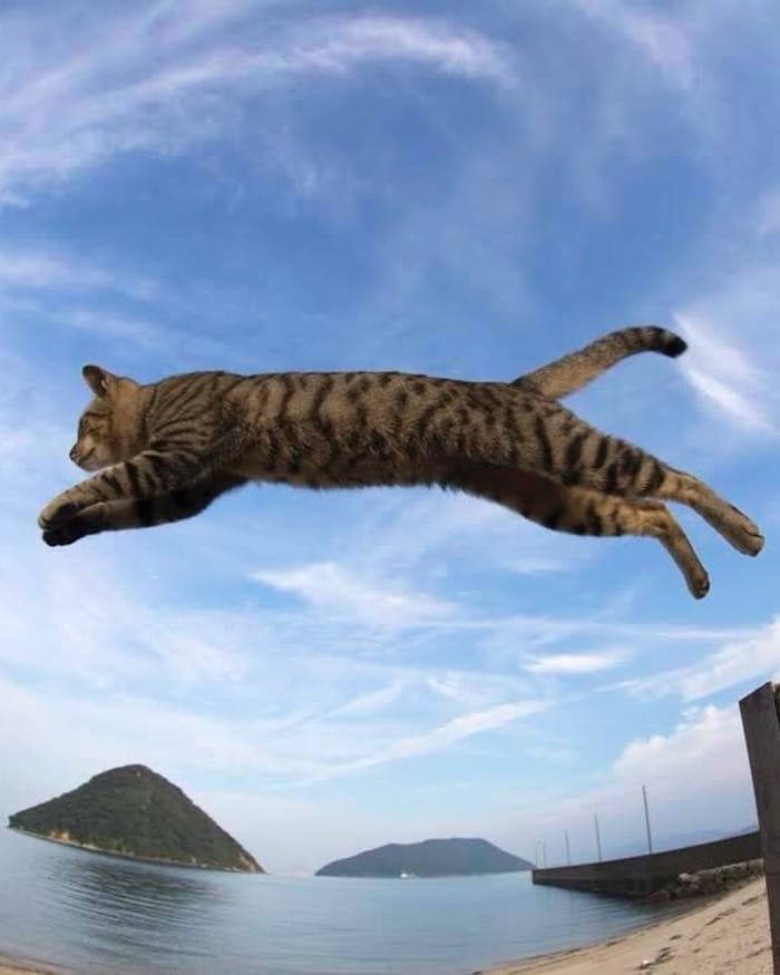 Post 2 by 五十嵐健太@飛び猫®︎ on Instagram (image)