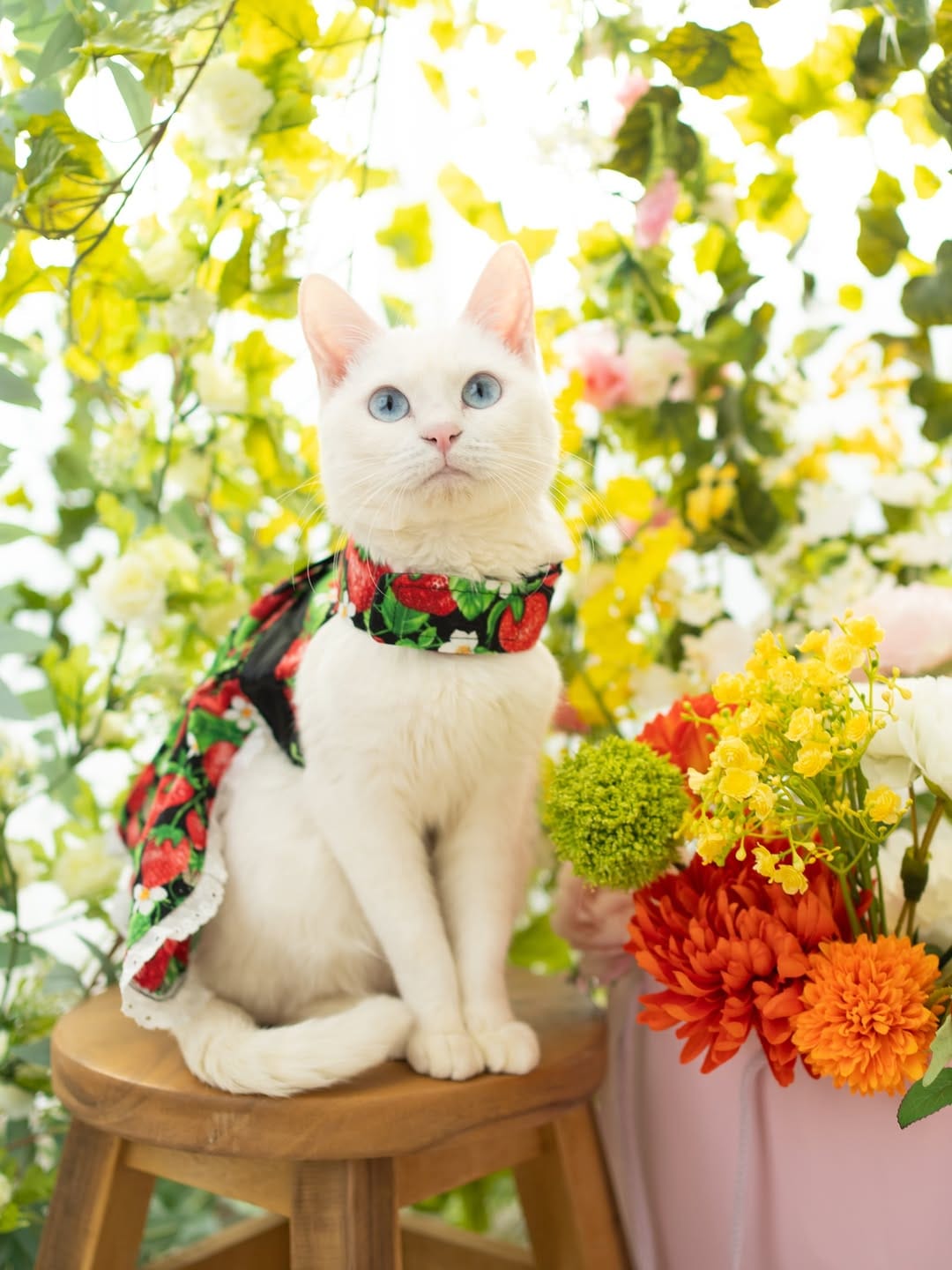 Post 5 by 五十嵐健太@飛び猫®︎ on Instagram (carousel)