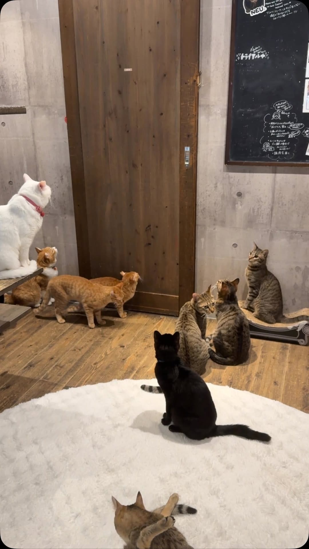 Post 1 by 五十嵐健太@飛び猫®︎ on Instagram (video)