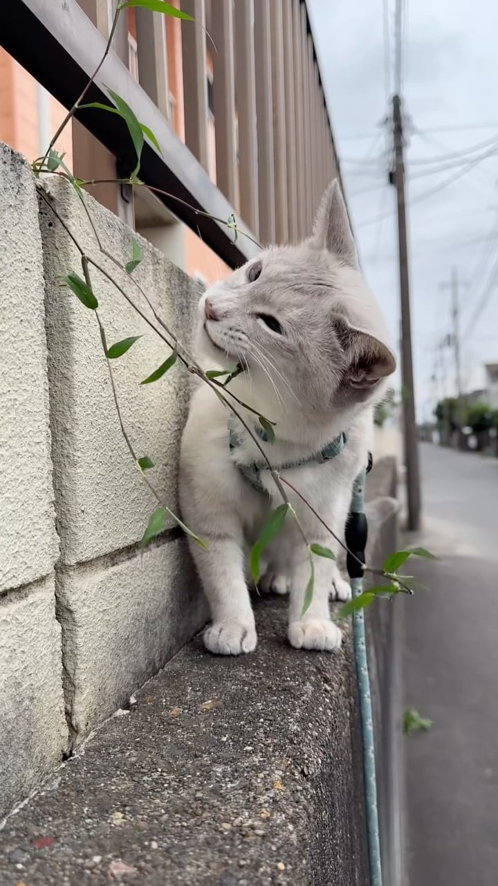 Post 6 by 五十嵐健太@飛び猫®︎ on Instagram (video)