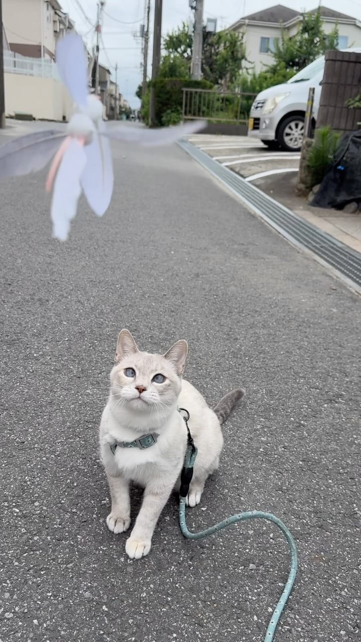 Post 4 by 五十嵐健太@飛び猫®︎ on Instagram (video)
